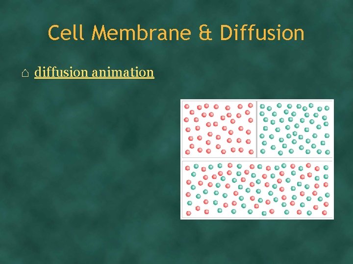 Cell Membrane & Diffusion ⌂ diffusion animation 