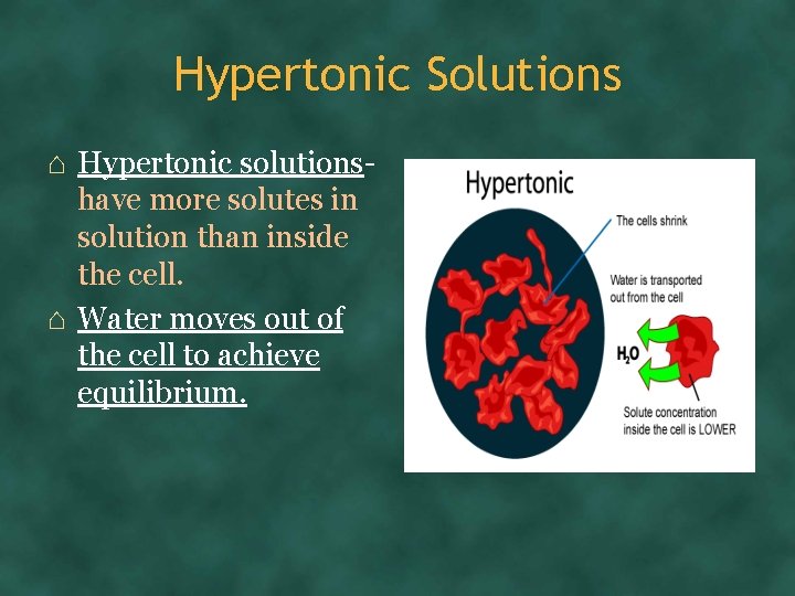 Hypertonic Solutions ⌂ Hypertonic solutionshave more solutes in solution than inside the cell. ⌂
