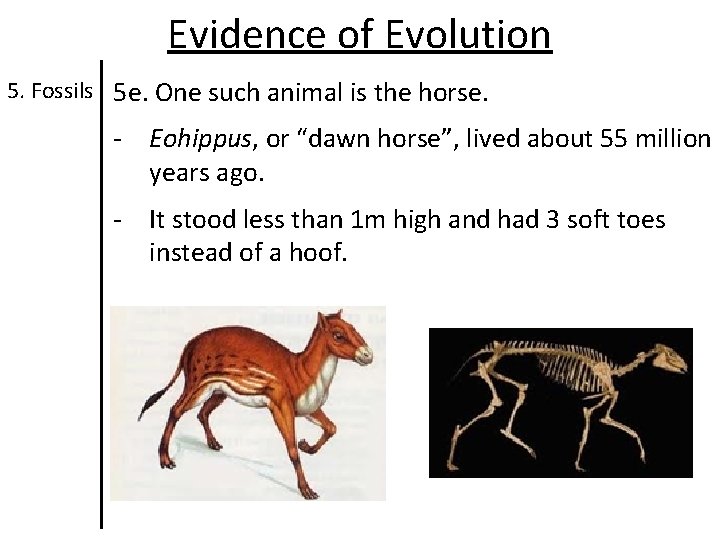 Evidence of Evolution 5. Fossils 5 e. One such animal is the horse. - Evidence of Evolution 5. Fossils 5 e. One such animal is the horse. -