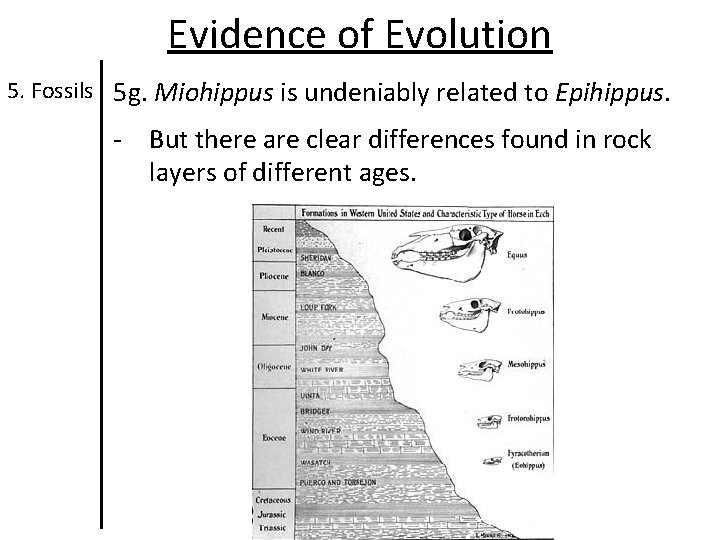 Evidence of Evolution 5. Fossils 5 g. Miohippus is undeniably related to Epihippus. - Evidence of Evolution 5. Fossils 5 g. Miohippus is undeniably related to Epihippus. -