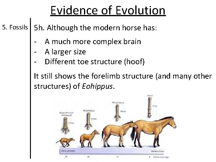 Evidence of Evolution 5. Fossils 5 h. Although the modern horse has: - A Evidence of Evolution 5. Fossils 5 h. Although the modern horse has: - A