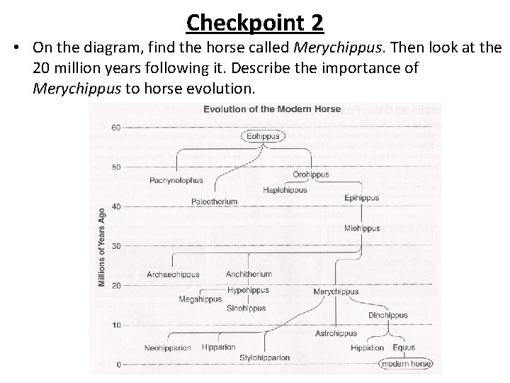 Checkpoint 2 • On the diagram, find the horse called Merychippus. Then look at Checkpoint 2 • On the diagram, find the horse called Merychippus. Then look at