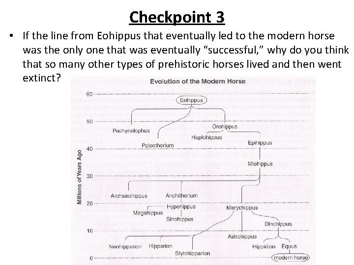 Checkpoint 3 • If the line from Eohippus that eventually led to the modern Checkpoint 3 • If the line from Eohippus that eventually led to the modern