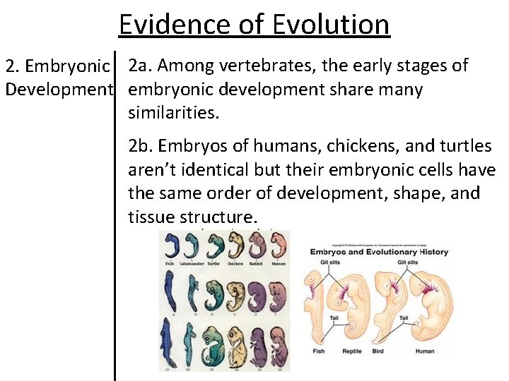 Evidence of Evolution 2. Embryonic 2 a. Among vertebrates, the early stages of Development Evidence of Evolution 2. Embryonic 2 a. Among vertebrates, the early stages of Development