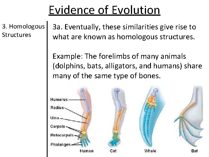 Evidence of Evolution 3. Homologous Structures 3 a. Eventually, these similarities give rise to Evidence of Evolution 3. Homologous Structures 3 a. Eventually, these similarities give rise to
