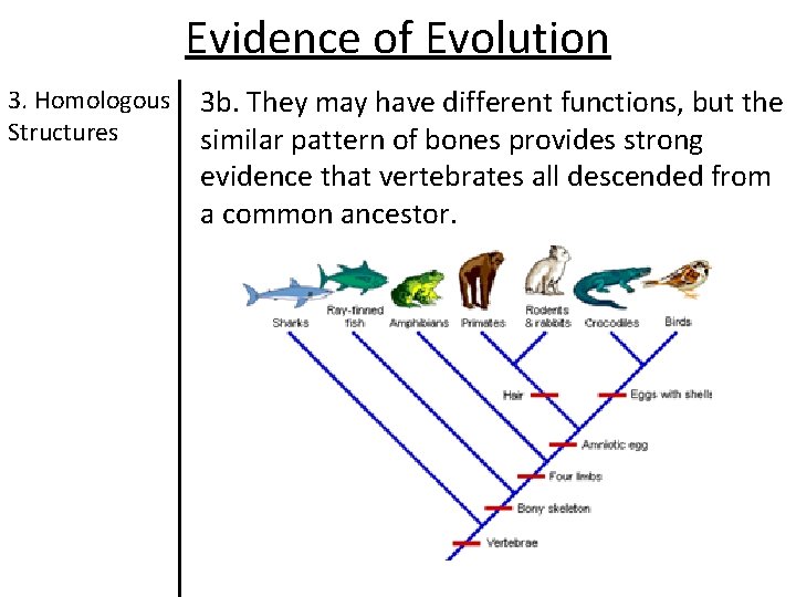 Evidence of Evolution 3. Homologous Structures 3 b. They may have different functions, but Evidence of Evolution 3. Homologous Structures 3 b. They may have different functions, but