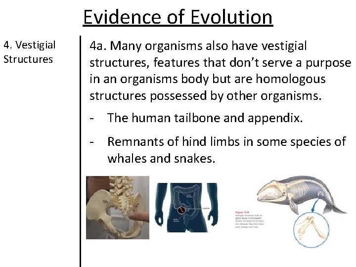 Evidence of Evolution 4. Vestigial Structures 4 a. Many organisms also have vestigial structures, Evidence of Evolution 4. Vestigial Structures 4 a. Many organisms also have vestigial structures,
