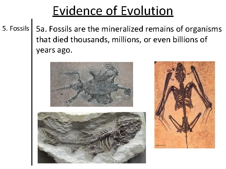 Evidence of Evolution 5. Fossils 5 a. Fossils are the mineralized remains of organisms Evidence of Evolution 5. Fossils 5 a. Fossils are the mineralized remains of organisms
