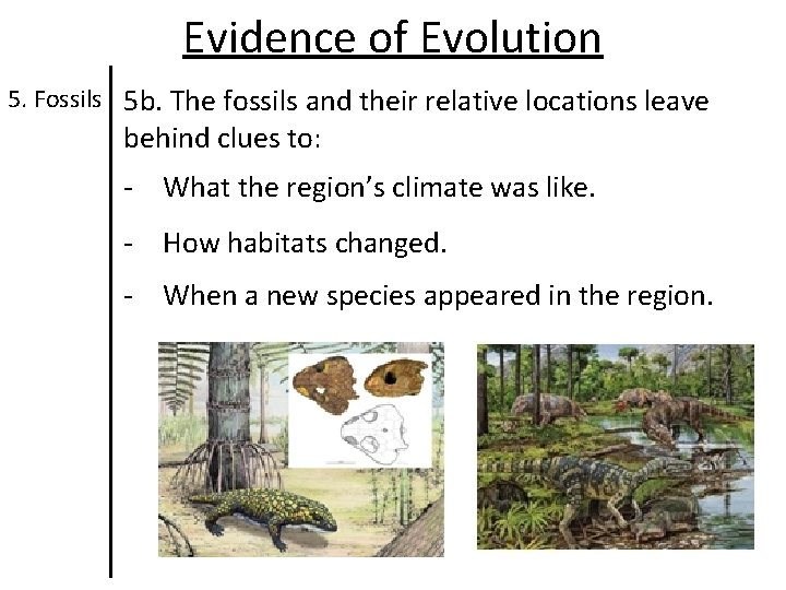 Evidence of Evolution 5. Fossils 5 b. The fossils and their relative locations leave Evidence of Evolution 5. Fossils 5 b. The fossils and their relative locations leave