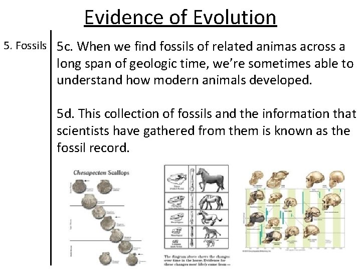 Evidence of Evolution 5. Fossils 5 c. When we find fossils of related animas Evidence of Evolution 5. Fossils 5 c. When we find fossils of related animas