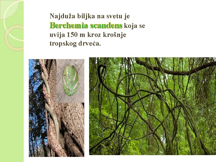 Najduža biljka na svetu je Berchemia scandens koja se uvija 150 m kroz krošnje Najduža biljka na svetu je Berchemia scandens koja se uvija 150 m kroz krošnje