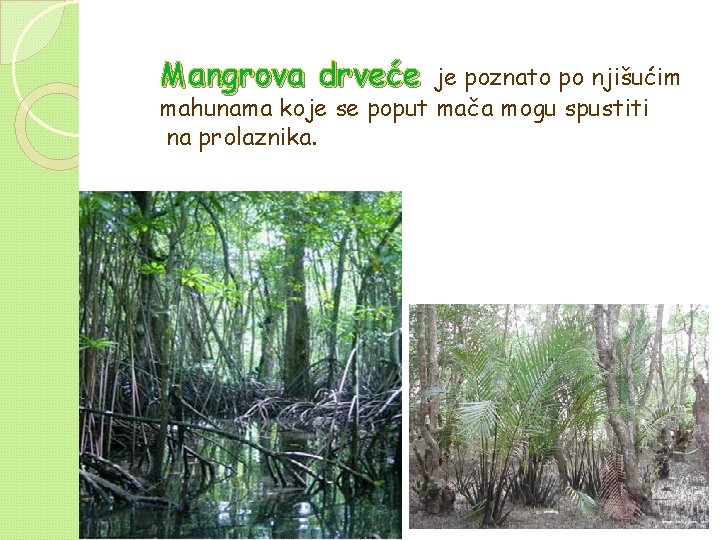 Mangrova drveće je poznato po njišućim mahunama koje se poput mača mogu spustiti na Mangrova drveće je poznato po njišućim mahunama koje se poput mača mogu spustiti na