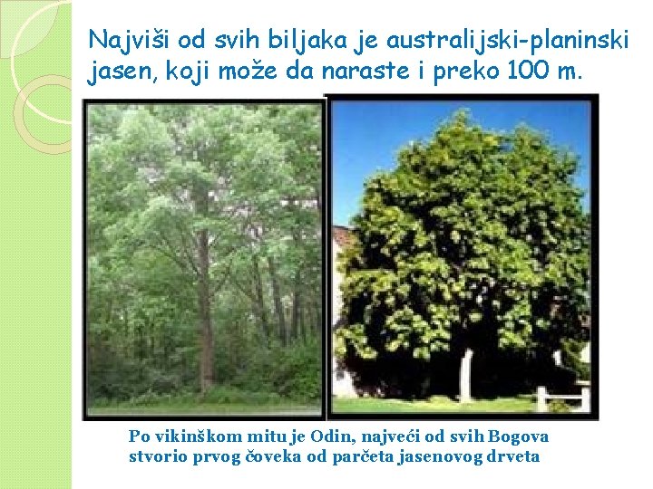 Najviši od svih biljaka je australijski-planinski jasen, koji može da naraste i preko 100 Najviši od svih biljaka je australijski-planinski jasen, koji može da naraste i preko 100