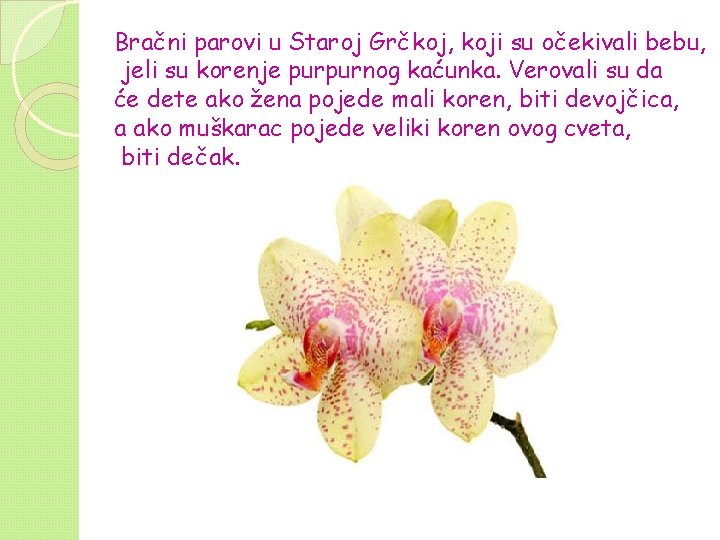 Bračni parovi u Staroj Grčkoj, koji su očekivali bebu, jeli su korenje purpurnog kaćunka. Bračni parovi u Staroj Grčkoj, koji su očekivali bebu, jeli su korenje purpurnog kaćunka.
