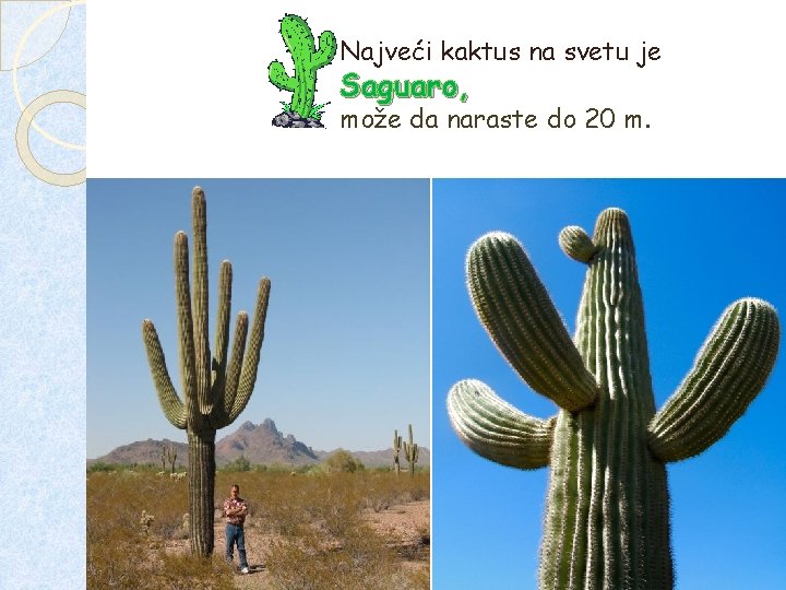 Najveći kaktus na svetu je Saguaro, može da naraste do 20 m. Najveći kaktus na svetu je Saguaro, može da naraste do 20 m.