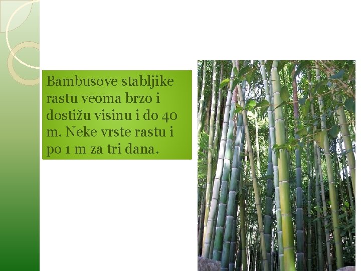 Bambusove stabljike rastu veoma brzo i dostižu visinu i do 40 m. Neke vrste Bambusove stabljike rastu veoma brzo i dostižu visinu i do 40 m. Neke vrste