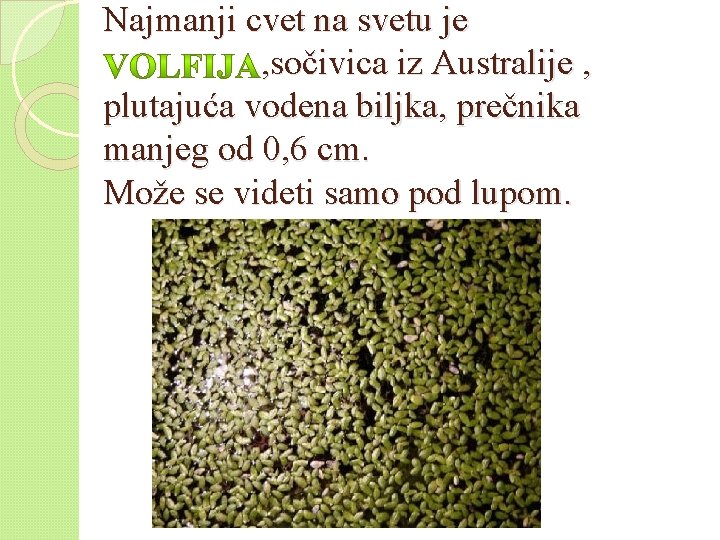 Najmanji cvet na svetu je , sočivica iz Australije , plutajuća vodena biljka, prečnika Najmanji cvet na svetu je , sočivica iz Australije , plutajuća vodena biljka, prečnika