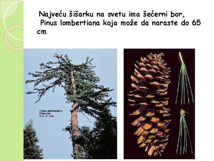 Najveću šišarku na svetu ima šećerni bor, Pinus lombertiana koja može da naraste do Najveću šišarku na svetu ima šećerni bor, Pinus lombertiana koja može da naraste do