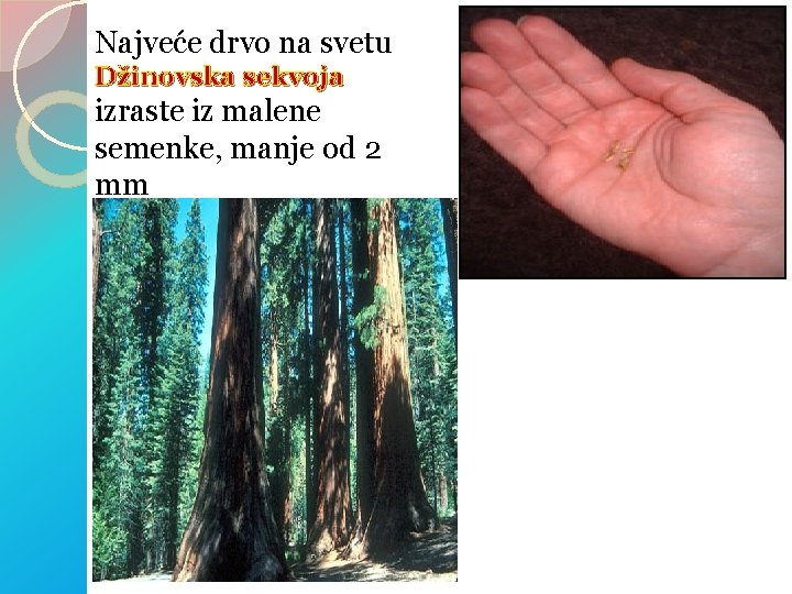 Najveće drvo na svetu Džinovska sekvoja izraste iz malene semenke, manje od 2 mm Najveće drvo na svetu Džinovska sekvoja izraste iz malene semenke, manje od 2 mm