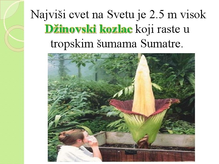 Najviši cvet na Svetu je 2. 5 m visok Džinovski kozlac koji raste u Najviši cvet na Svetu je 2. 5 m visok Džinovski kozlac koji raste u