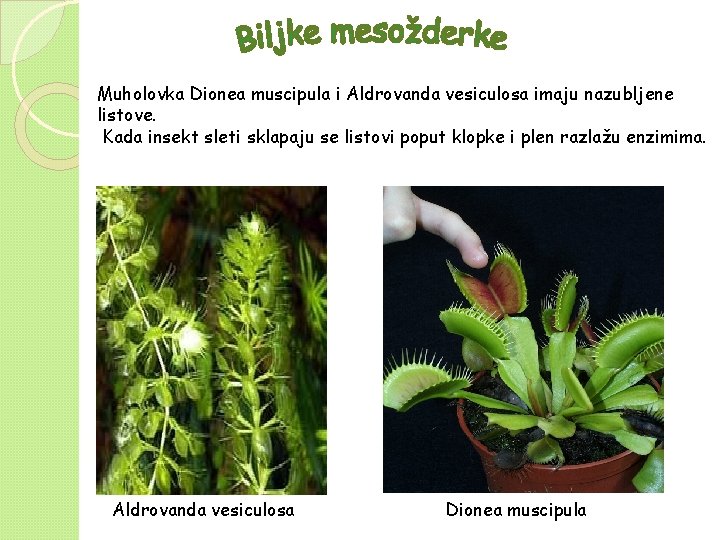 Muholovka Dionea muscipula i Aldrovanda vesiculosa imaju nazubljene listove. Kada insekt sleti sklapaju se Muholovka Dionea muscipula i Aldrovanda vesiculosa imaju nazubljene listove. Kada insekt sleti sklapaju se