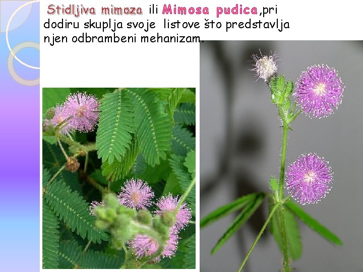 Stidljiva mimoza ili Mimosa pudica, pri dodiru skuplja svoje listove što predstavlja njen odbrambeni Stidljiva mimoza ili Mimosa pudica, pri dodiru skuplja svoje listove što predstavlja njen odbrambeni