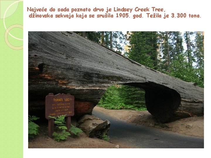 Najveće do sada poznato drvo je Lindsey Creek Tree, džinovska sekvoja koja se srušila Najveće do sada poznato drvo je Lindsey Creek Tree, džinovska sekvoja koja se srušila