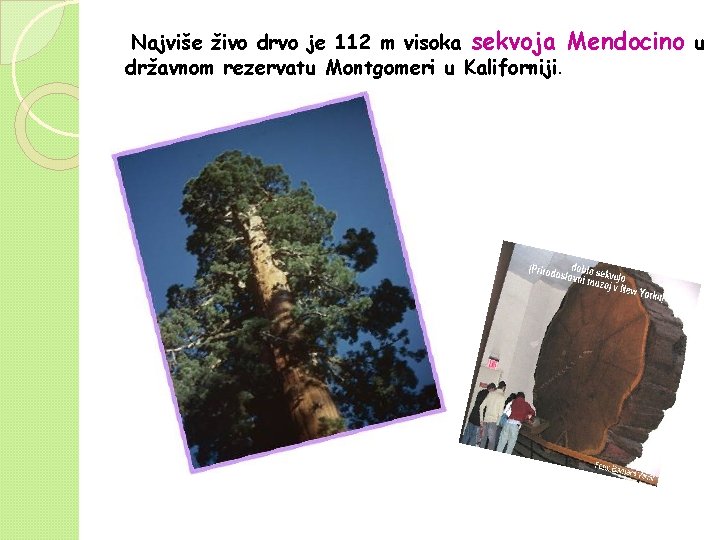 Najviše živo drvo je 112 m visoka sekvoja Mendocino u državnom rezervatu Montgomeri u Najviše živo drvo je 112 m visoka sekvoja Mendocino u državnom rezervatu Montgomeri u