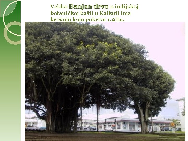 Veliko Banjan drvo u indijskoj botaničkoj bašti u Kalkuti ima krošnju koja pokriva 1. Veliko Banjan drvo u indijskoj botaničkoj bašti u Kalkuti ima krošnju koja pokriva 1.