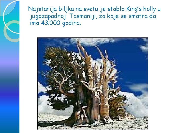 Najstarija biljka na svetu je stablo King’s holly u jugozapadnoj Tasmaniji, za koje se Najstarija biljka na svetu je stablo King’s holly u jugozapadnoj Tasmaniji, za koje se
