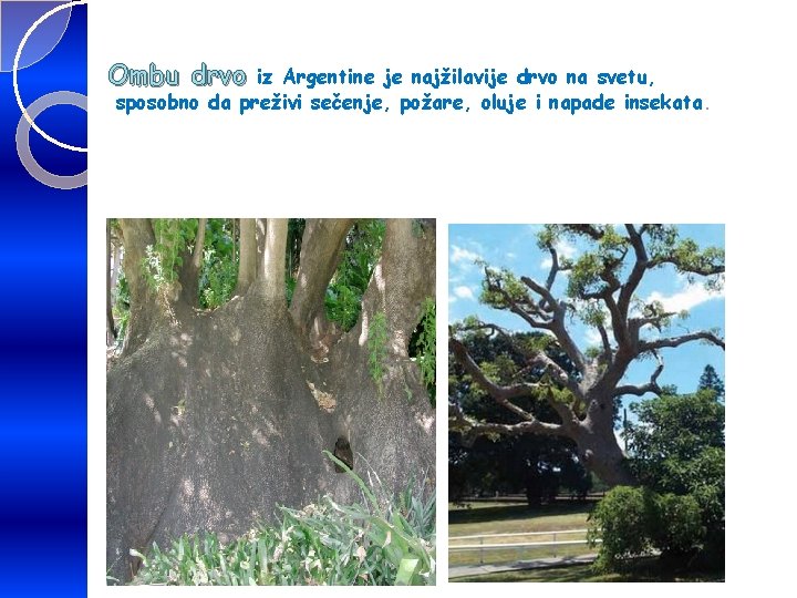 Ombu drvo iz Argentine je najžilavije drvo na svetu, sposobno da preživi sečenje, požare, Ombu drvo iz Argentine je najžilavije drvo na svetu, sposobno da preživi sečenje, požare,