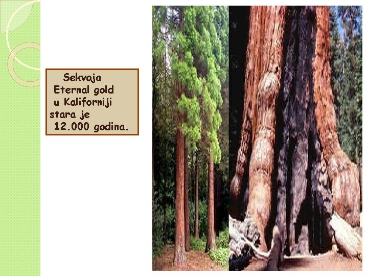 Sekvoja Eternal gold u Kaliforniji stara je 12. 000 godina. Sekvoja Eternal gold u Kaliforniji stara je 12. 000 godina.