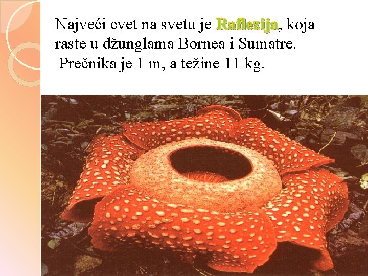 Najveći cvet na svetu je Raflezija, Raflezija koja raste u džunglama Bornea i Sumatre. Najveći cvet na svetu je Raflezija, Raflezija koja raste u džunglama Bornea i Sumatre.