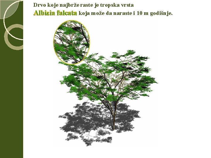 Drvo koje najbrže raste je tropska vrsta Albizia falcata koja može da naraste i Drvo koje najbrže raste je tropska vrsta Albizia falcata koja može da naraste i