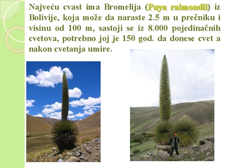 Najveću cvast ima Bromelija (Puya raimondii) raimondii iz Bolivije, koja može da naraste 2. Najveću cvast ima Bromelija (Puya raimondii) raimondii iz Bolivije, koja može da naraste 2.