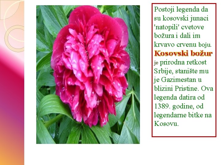 Postoji legenda da su kosovski junaci 'natopili' cvetove božura i dali im krvavo crvenu Postoji legenda da su kosovski junaci 'natopili' cvetove božura i dali im krvavo crvenu