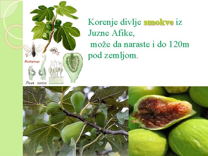 Korenje divlje smokve iz Juzne Afike, može da naraste i do 120 m pod Korenje divlje smokve iz Juzne Afike, može da naraste i do 120 m pod