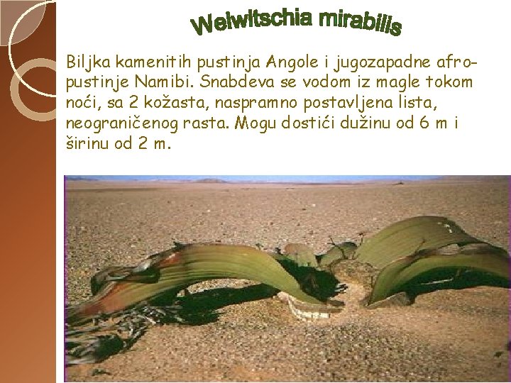 Biljka kamenitih pustinja Angole i jugozapadne afropustinje Namibi. Snabdeva se vodom iz magle tokom Biljka kamenitih pustinja Angole i jugozapadne afropustinje Namibi. Snabdeva se vodom iz magle tokom