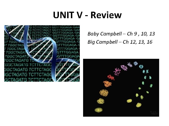 UNIT V - Review Baby Campbell – Ch 9 , 10, 13 Big Campbell