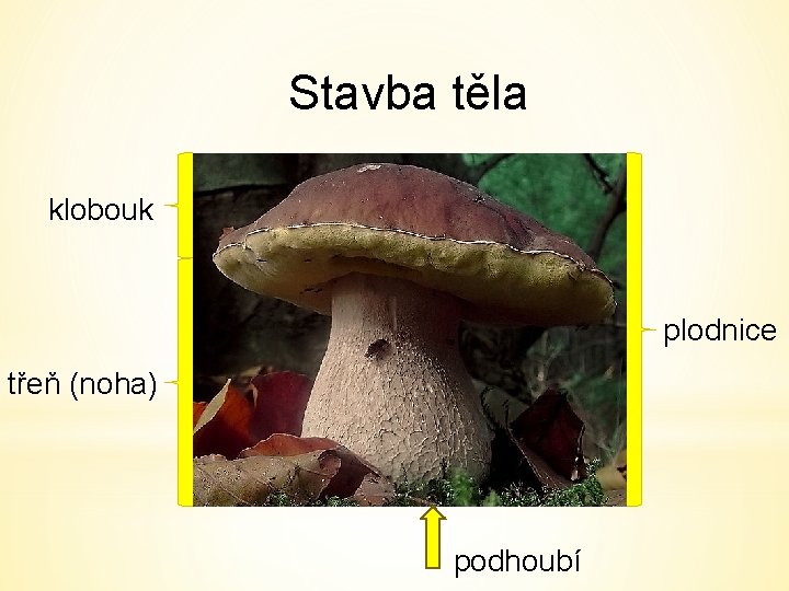 Stavba těla klobouk plodnice třeň (noha) podhoubí 