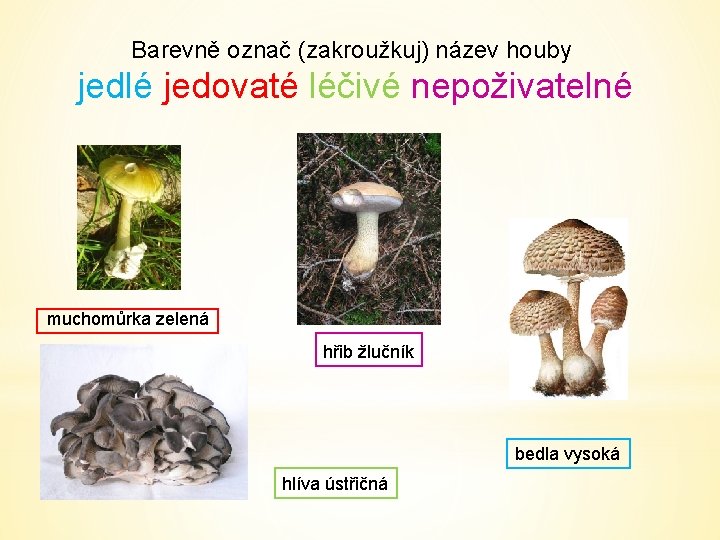 Barevně označ (zakroužkuj) název houby jedlé jedovaté léčivé nepoživatelné muchomůrka zelená hřib žlučník bedla