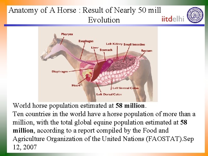 Anatomy of A Horse : Result of Nearly 50 million years of Evolution World
