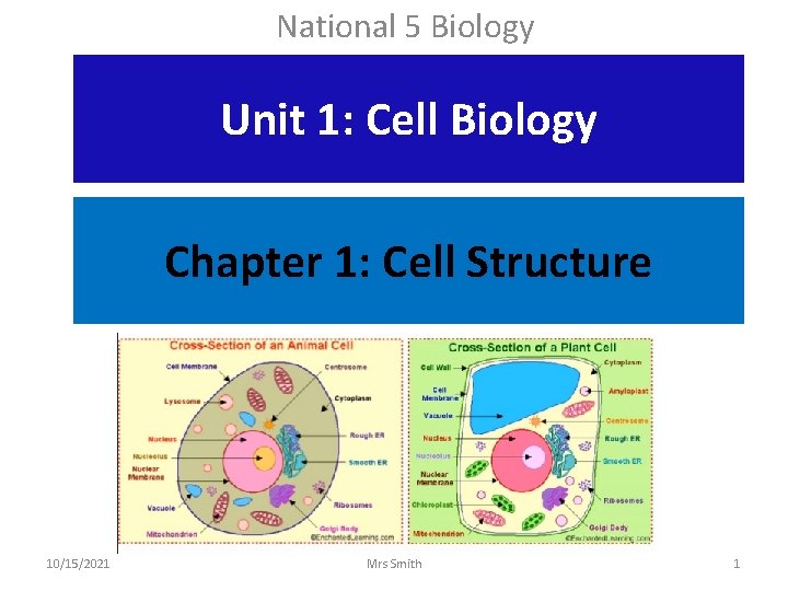 National 5 Biology Unit 1: Cell Biology Chapter 1: Cell Structure 10/15/2021 Mrs Smith