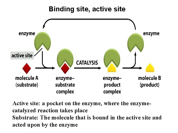 Binding site, active site Active site: a pocket on the enzyme, where the enzymecatalyzed