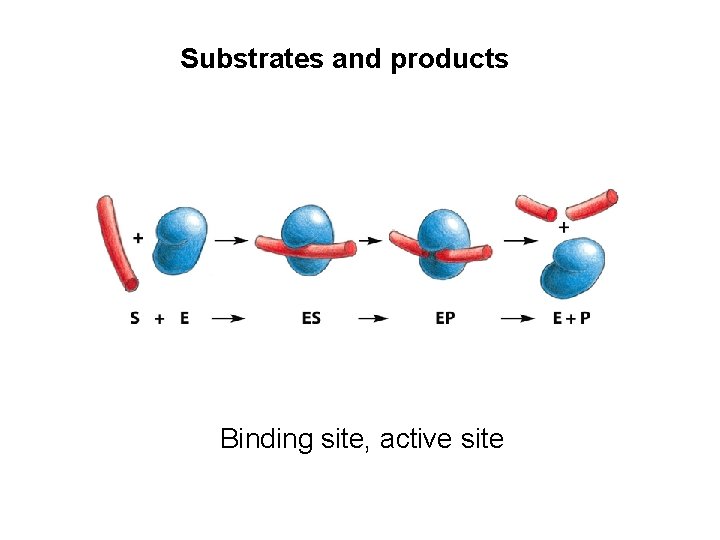 Substrates and products Binding site, active site 