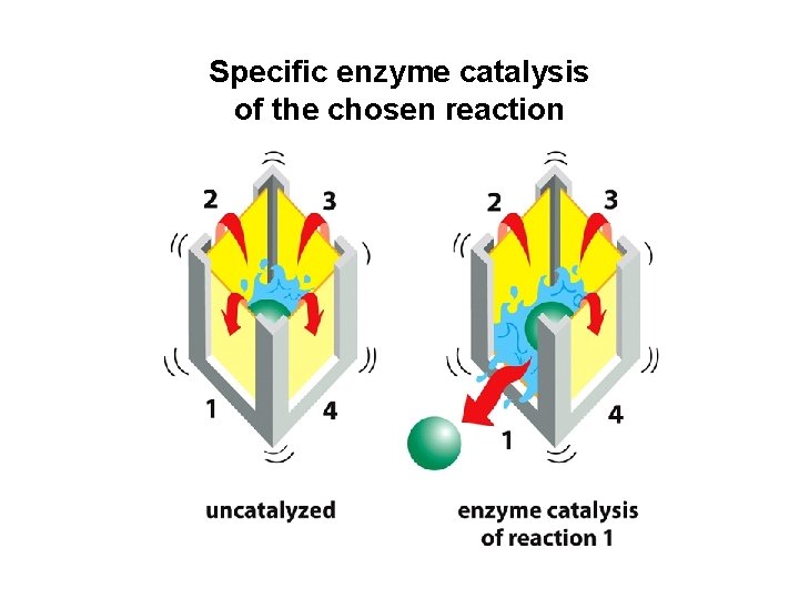 Specific enzyme catalysis of the chosen reaction 