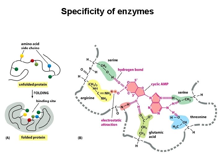 Specificity of enzymes 