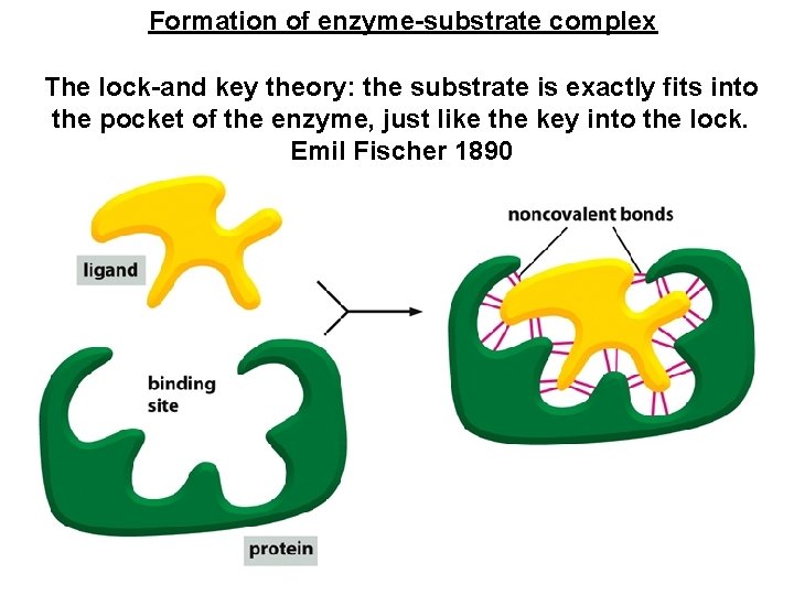 Formation of enzyme-substrate complex The lock-and key theory: the substrate is exactly fits into