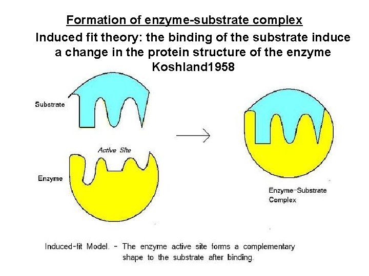 Formation of enzyme-substrate complex Induced fit theory: the binding of the substrate induce a