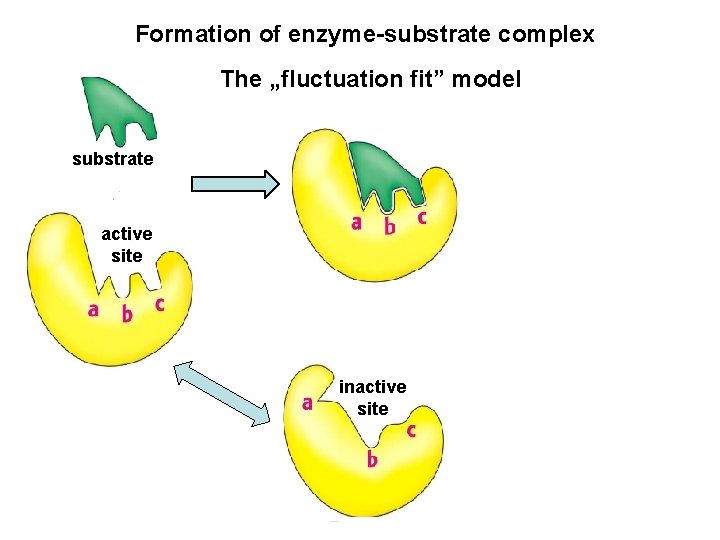 Formation of enzyme-substrate complex The „fluctuation fit” model substrate active site inactive site 